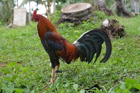 Maybe you would like to learn more about one of these? Roundhead Gamefowl