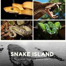 With deadly venom that melts skin, they. The Mysterious Snake Island Ilha Da Queimada Grande In Brazil