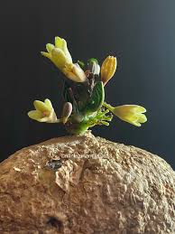 Image result for Adenia goetzei