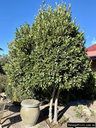 Image result for bay leaf bush foto