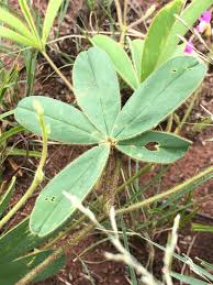 Image result for Tephrosia lupinifolia