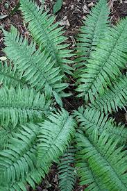 Image result for Dryopteris kilemensis