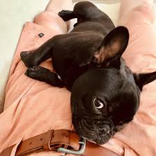 The french bulldog is popular as a pet, never in the history of the breed have they been so popular. Bluebell Frenchie Home Facebook