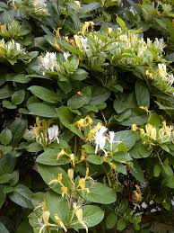 Check spelling or type a new query. Lonicera Japonica Wikipedia