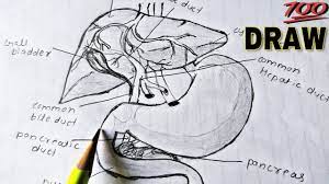 It results in abnormal cells that have the ability to invade or spread to other parts of the body. How To Draw Liver Stomach And Pancreas Labelled Diagram Class 11 Diagram Liver Youtube