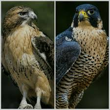 Maybe you would like to learn more about one of these? Diferenca Animal Gaviao Vs Falcao Mundo Animal Amino