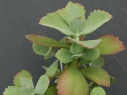 Image result for Kalanchoe lateritia