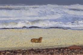For adrenaline junkies, try dune boarding, sea kayaking or skydiving. Desert Lions Spotted Going To The Beach To Prey On Marine Life Earthly Mission