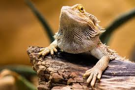 do reptiles needs pet sitters