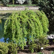 Image result for Grewia arborea