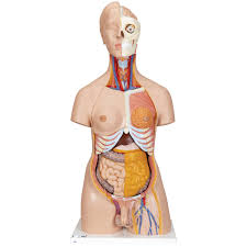 An online exploration of human anatomy and physiology. Human Torso Model Life Size Torso Model Anatomical Teaching Torso Deluxe Dual Sex Torso 20 Part Torso Model