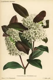 Image result for Acokanthera schimperi