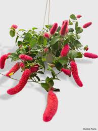 Image result for Acalypha hispida