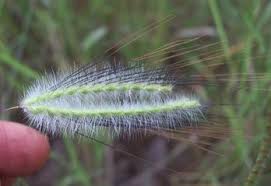 Image result for Elytrophorus spicatus