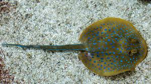 The giant stingray is one of the world's largest freshwater fish, but it's also cloaked in mystery. Freshwater Stingray Venom Varies According To Sex And Age
