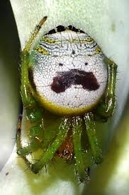 Pin By Debbie Borgstadt On Wonderful Animals Creepy Crawlies Insects Garden Spider