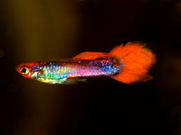 Flip 159.268 views4 year ago. Pair Of Rainbow Koi Dwarf Guppy Betta Solutions