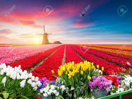 Later zond hij enkele zaden ervan naar oostenrijk. Niederlandische Landschaft Niederlandischen Niederlande Mit Einer Typischen Windmuhle Und Tulpen Niederlandische Landschaft Lizenzfreie Fotos Bilder Und Stock Fotografie Image 88041471