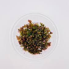 Image result for Rotala submersa