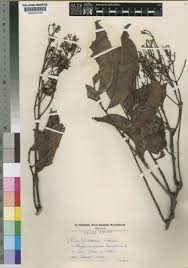 Image result for Lovoa swynnertonii