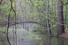 There are no nearby neighbors. The Beautiful Forest Picture Of Sam Houston National Forest New Waverly Tripadvisor
