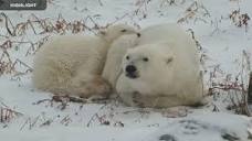 Polar Bear Tundra Buggy - Polar Bears International | Highlights ...