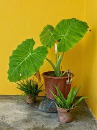 Check 'keladi' translations into english. Keladi Picture Of Yoga Now Langkawi Tripadvisor