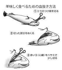 東京湾イシモチの釣り方と仕掛け 血抜きをすれば極上の味 つりまる 釣り 釣り 結び方 海釣り