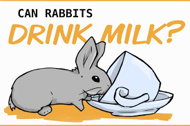 When do baby rabbits usually open their eyes? Why You Should Never Give Milk To Rabbits