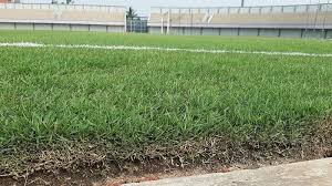 Maybe you would like to learn more about one of these? Rumput Lapangan Stadion Sepak Bola Juga Bisa Stres Ini Penyebabnya Warta Kota