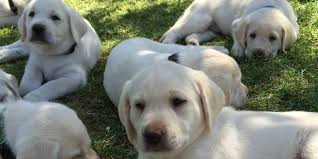 Exquisite white/cream english ckc labrador retrievers. My Lab Puppies Gomypuppy