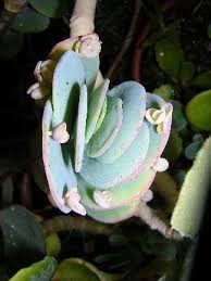 Kalanchoe Marnieriana Succulents Cacti And Succulents Succulent Landscaping