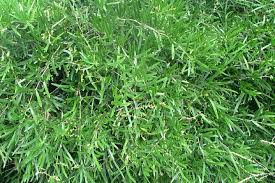 Image result for Asparagus falcatus