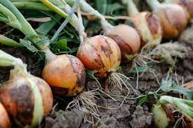 Read on for tips on how to choose onion seeds for your area and how to start seeds indoors. How To Grow Onions Onion Planting General Growing Tips