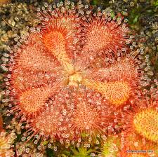 Image result for Drosera dielsiana