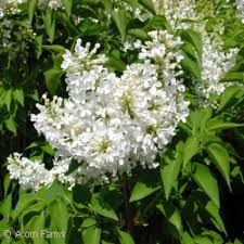 Image result for Lankesteria alba
