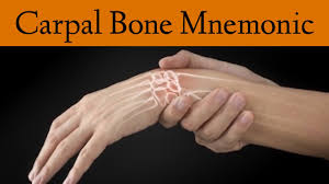The carpal bones are the eight small bones that make up the wrist (or carpus) that connects the hand to the forearm. Carpal Bone Mnemonic And Names Wrist Anatomy Made Easy Ezmed