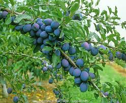 Image result for Prunus domestica