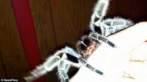 Tarantula venom is weaker than that of a honeybee. Kayonna Cole Allows Pet Tarantula To Bite Her Hand Daily Mail Online