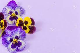 Usually, the best annuals to plant together come from the same color family. Violet And Yellow Flowers On Purple Background Stock Photo Picture And Royalty Free Image Image 56033190