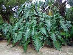 Filodendro Ondulado Philodendron Undulatum Flores E Folhagens Filodendro Belos Jardins Echeveria