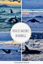Nous souhaitons que nos partenaires se conforment aux règles d'observation mises en place par les autorités locales. Orques Et Baleines En Norvege Tromso Et Skjervoy Blog Voyage Chouette World