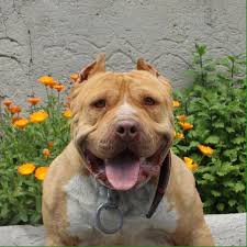 Pitbull Turkiye Kopek Egitmeni Istanbul 1 Degerlendirme 861 Fotograf Facebook