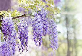 Plants You Should Always Prune In Winter Wisteria Plant Wisteria Tree Invasive Plants