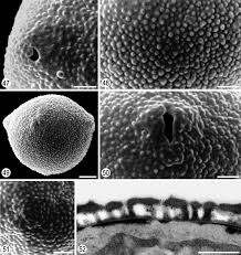 Image result for Acalypha caperonioides