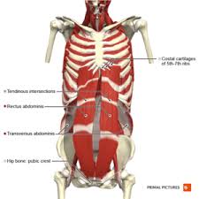During normal breathing, contraction of the major inspiratory muscle, the diaphragm, produces both rib cage expansion and a downward movement of the diaphragm. Muscles Of Respiration Physiopedia