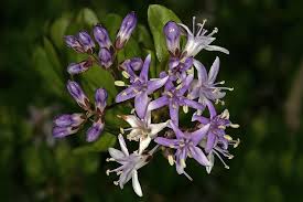 Image result for Ehretia rigida