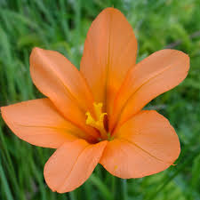 Image result for Xylopia collina