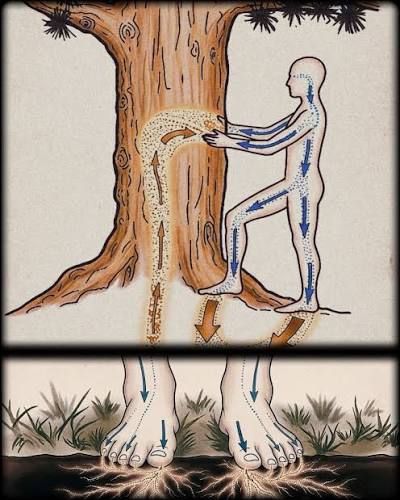🌳👣 ���������� ����� �������. ������� ������ ������ � ...