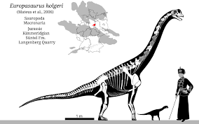 The europasaurus isn't nearly the smallest dinosaur but since the sauropod family contained dinosaurs such as the brachiosaurus (around 48 feet long). Europasaurus Holgeri Carnivora